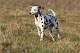 DALMATIEN 426